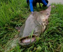 Un siluro enorme nell&rsquo;Adigetto