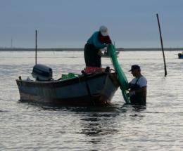 La tecnologia batte il granchio blu: la soluzione