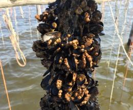 Le cozze straniere invadono il mercato italiano