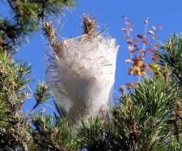 E' gi&agrave; allarme processionaria