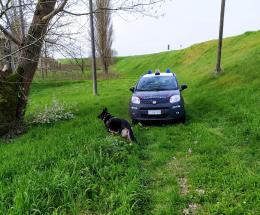 Il cane carabiniere scova la serra della droga
