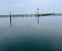 I recinti anti granchio resistono anche al maltempo