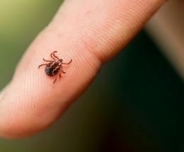 Trattamento anti zecche