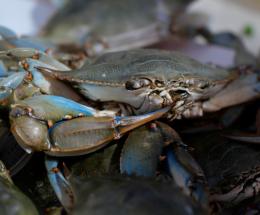 Troppi costi, la filiera non funziona