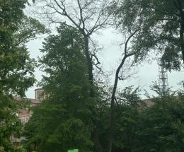 Dopo i controlli due alberi morti