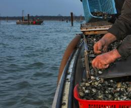 Molluschi senza documenti: multa