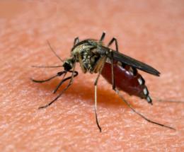 22mila euro per la lotta alle zanzare