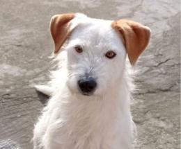 Aron &egrave; sparito, l&rsquo;appello della padrona: &ldquo;Aiutatemi&rdquo;