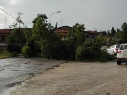 Cade un altro albero, è alto il pericolo per i residenti