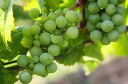 Fondi regionali per 13 milioni per l'export vitivinicolo