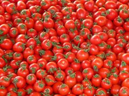 "A rischio il pomodoro polesano"