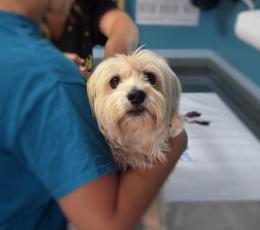 Smantellato l'ambulatorio veterinario di Castelmassa