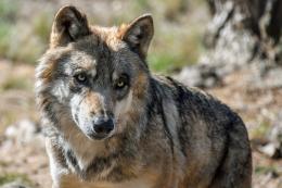 Aprirà la "caccia al lupo"