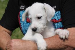 Nasce il primo sportello dedicato al benessere dei nostri amici animali