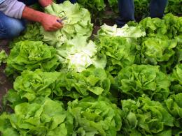 Insalata di Lusia Igp: 20% in più rispetto allo scorso anno