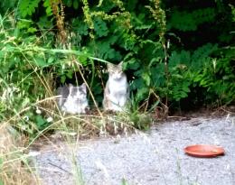 Cani liberi attaccano le colonie feline: è strage di gatti