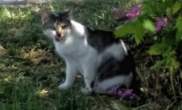"Qui continuano a sparire gatti".  E' un mistero