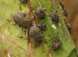 Flagello cimice asiatica: centinaia di aziende a rischio chiusura