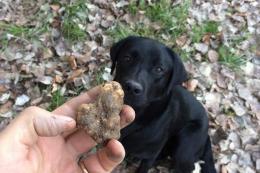 I maghi della caccia al tartufo