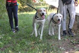 "Stop a cani a passeggio senza guinzaglio"
