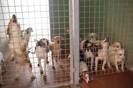 "Troppi casi di raccoglitori seriali di cani a Rovigo, è una piaga"