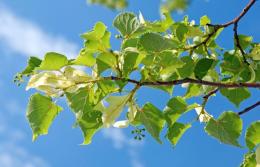Nel capoluogo arrivano 8mila alberi gratis 