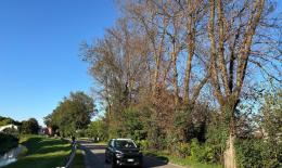 Alberi e verde, che desolazione
