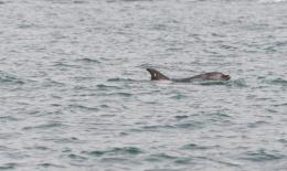 Il delfino Mimmo guidato verso zone sicure