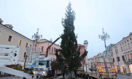 Il grande albero domina la piazza