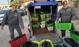 Vongole non sicure, maxi sequestro