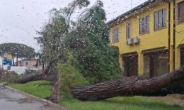 Tempesta di vento, gi&ugrave; alberi e danni