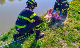 Salvato dai pompieri il cigno