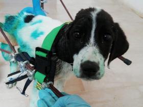 Salva I Cani Maltrattati E Li Porta In Spiaggia La Voce