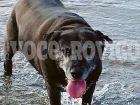 Addio Al Cane Che Salvo Giorgio La Voce Di Rovigo