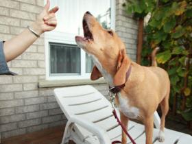 A Processo Per Il Cane Che Abbaia Br Arriva La Multa Per I Due Proprietari La Voce Di Rovigo