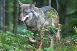 Veneto, arriva il via libera per uccidere i lupi