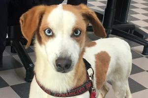 Dieci musetti in cerca di casa e amore