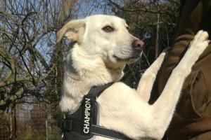 Cerca famiglia. E altri nove con lei