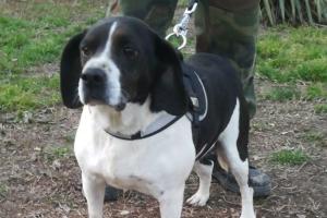 Dieci amici che cercano una famiglia per sempre