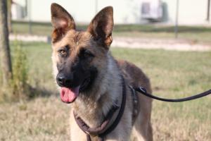 Cuccioloni cercano una famiglia per sempre