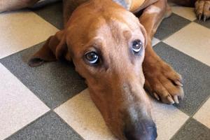 Occhietti in cerca di amore