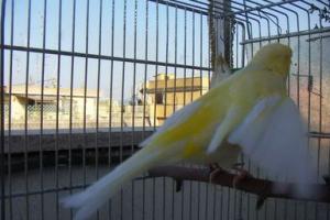 Lascia fuori al freddo il canarino che muore: multata per&nbsp;maltrattamento di animale