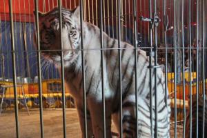 Arriva a Rovigo il circo con gli animali
