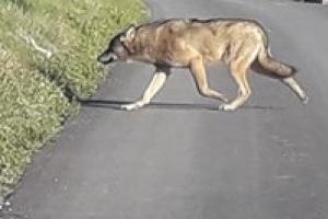 Meno persone in giro, pi&ugrave; animali si prendono pezzi di territorio