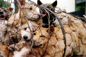 La Cina vieta ufficialmente di mangiare carne di cane e gatto