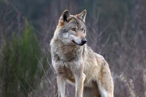 Caprette sbranate: allarme lupi