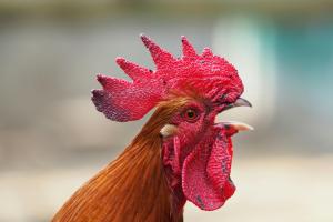 "Il gallo disturba": e chiama i vigili