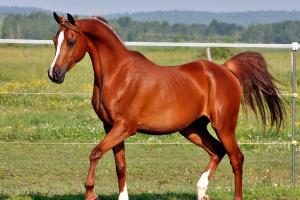 Rilanciare la cultura equina: ora è legge