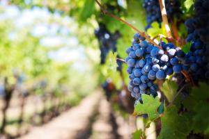 Il vino italiano sbaraglia la concorrenza