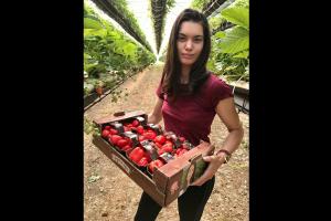 Fragole, la raccolta è in crescita